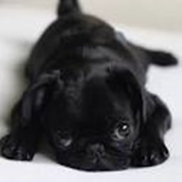 The pug obby