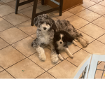 lil mischiefs