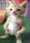 cat clan is the best