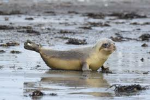 Chunky seals forever!