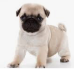 PUG PARTY!!!
