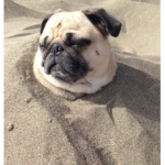 Pug Life Squad