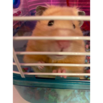 RAVEN IS MY HAMSTER