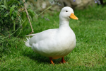 Duckmen are the best