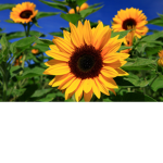 Hi guys i am new to making groups