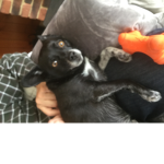 LoveDogs LoveCats