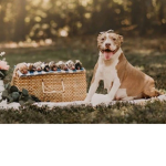The animals helpers