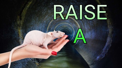 Raise a Rato 