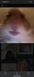 hamstercountry