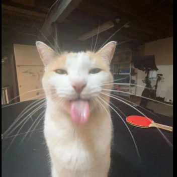 gato world