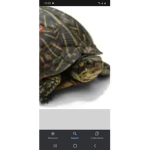 The TurtlePlayzRBLX Gang