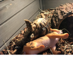 Skittles mc piddles the tortoise