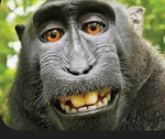 The monkeis