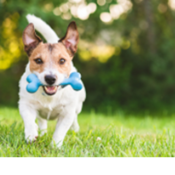 ESCAPE DOG IS RUNNING OBBY