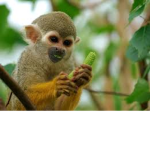 Monkeyee Land!