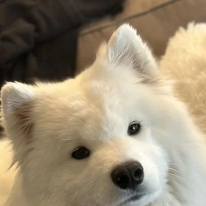 MytS In Your Area Roblox group icon