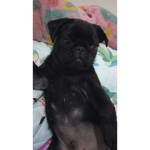 Jully gatinha