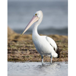 The Flying Pelicans