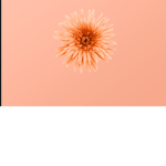 Lovely peachessss