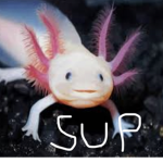AxolotlYT:)