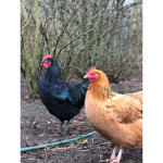 The CHICKEN chicks