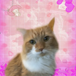 Lovelycats
