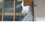 팝냥스