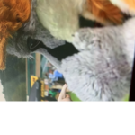 Join if furry