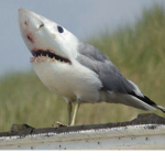 Water birb official