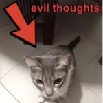 CatPigeon