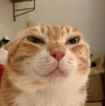 Wide Cat Studio