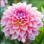 Dahlia Hideout