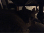 The catssssssssss