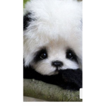 Cute family of pandas