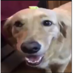 Butters on dog
