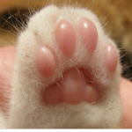 Toe Beans Appreciation Group