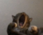 renegade catboyz