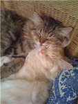 Kitty Cat Lovers