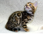 kitty cats good