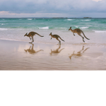 Kangaroo Time!