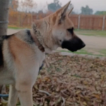 I love my dog max he's beautiful