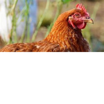 CHIKEN GANG!!