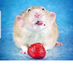 Rat Industry