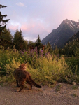 Pacific Wilderness