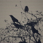 the crow's perch