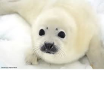 seals forever squad