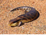 skink central
