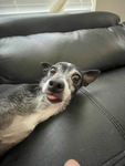 LuckyTheBestDog