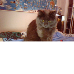 the loveing kitty cats