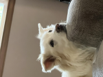 Love the cats and dogs